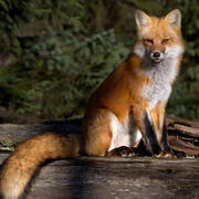red fox