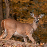 white-tailed deer