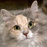 domestic cat